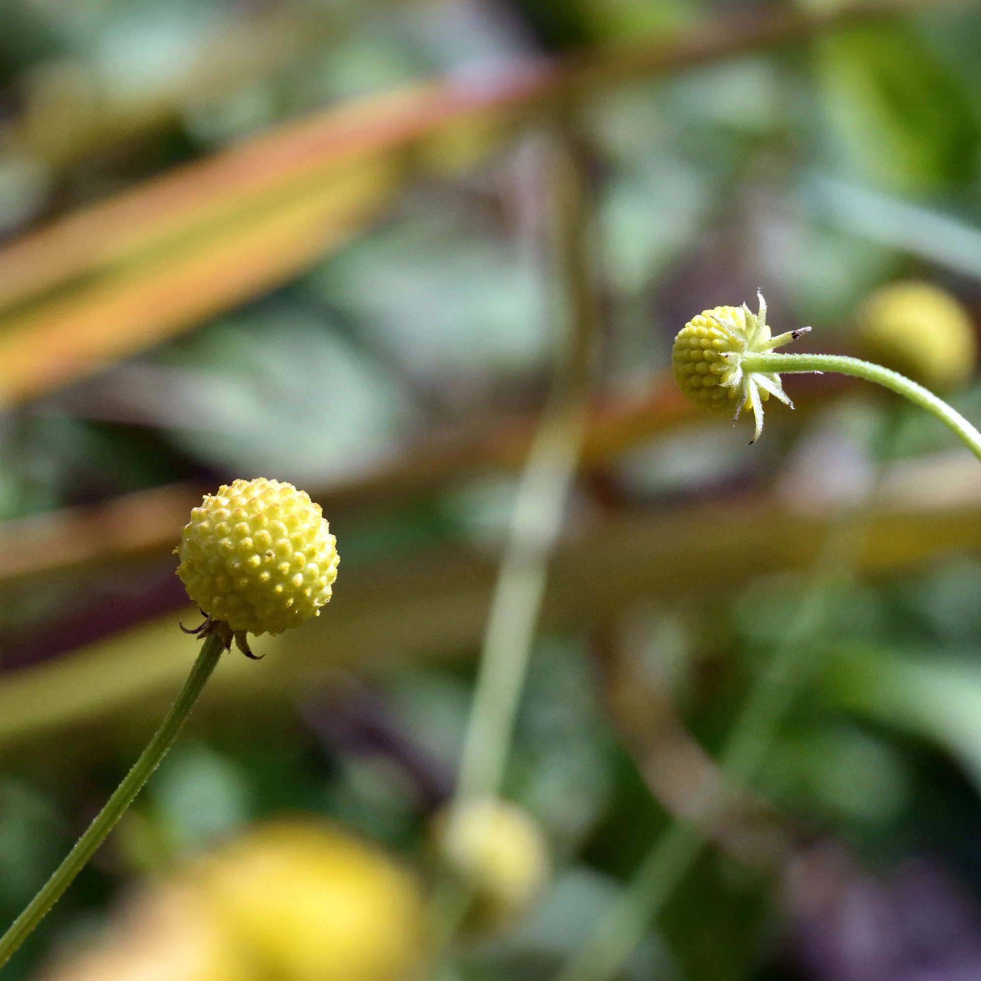 Cephalophora odorant Pineapples