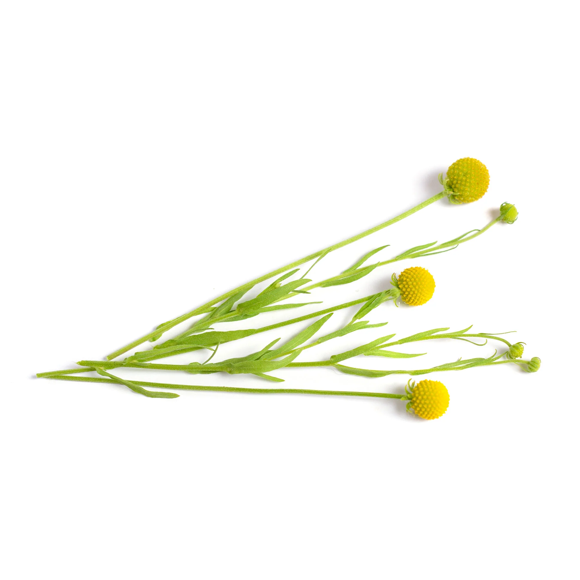 Cephalophora odorant Pineapples - Image 2