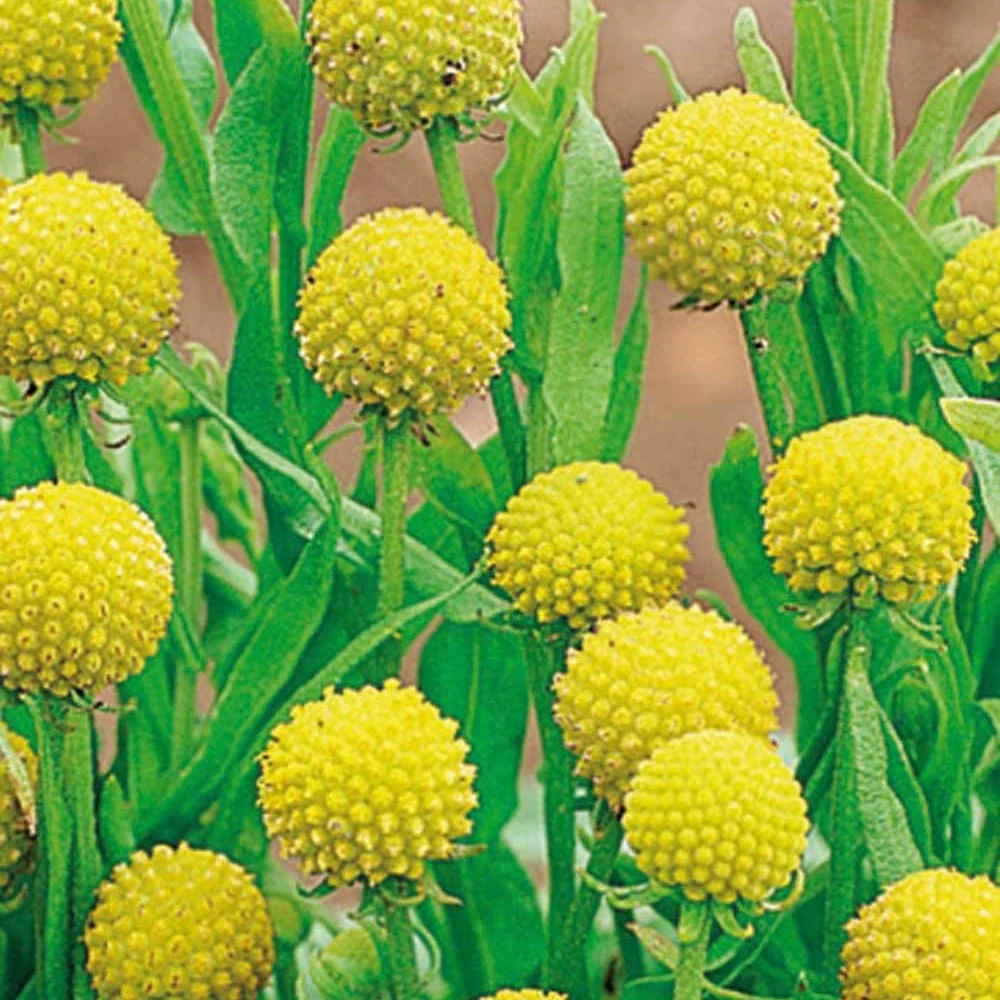 Cephalophora odorant Pineapples - Image 3