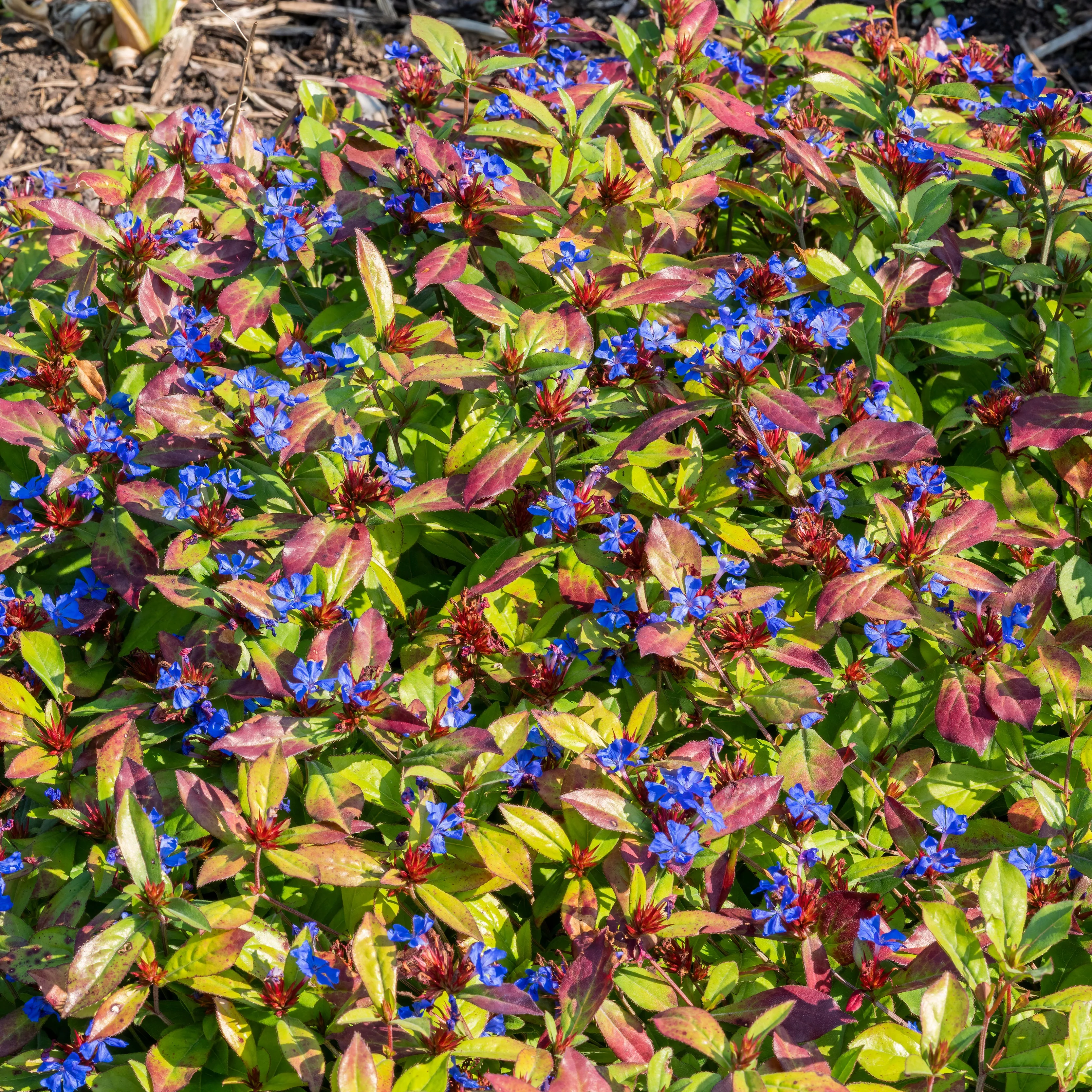 Cerastostigma - Dentelaire bleue