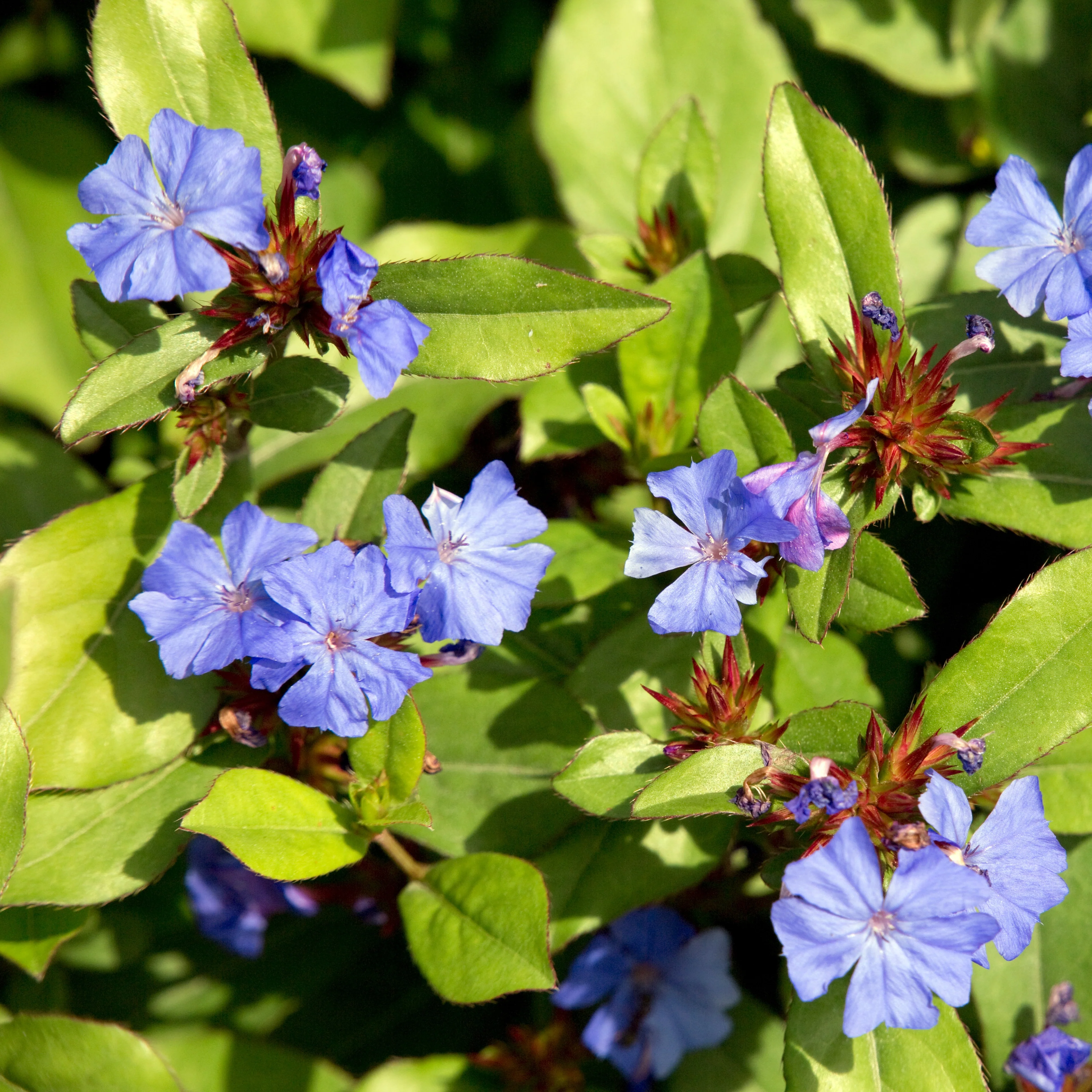 Cerastostigma - Dentelaire bleue - Image 2
