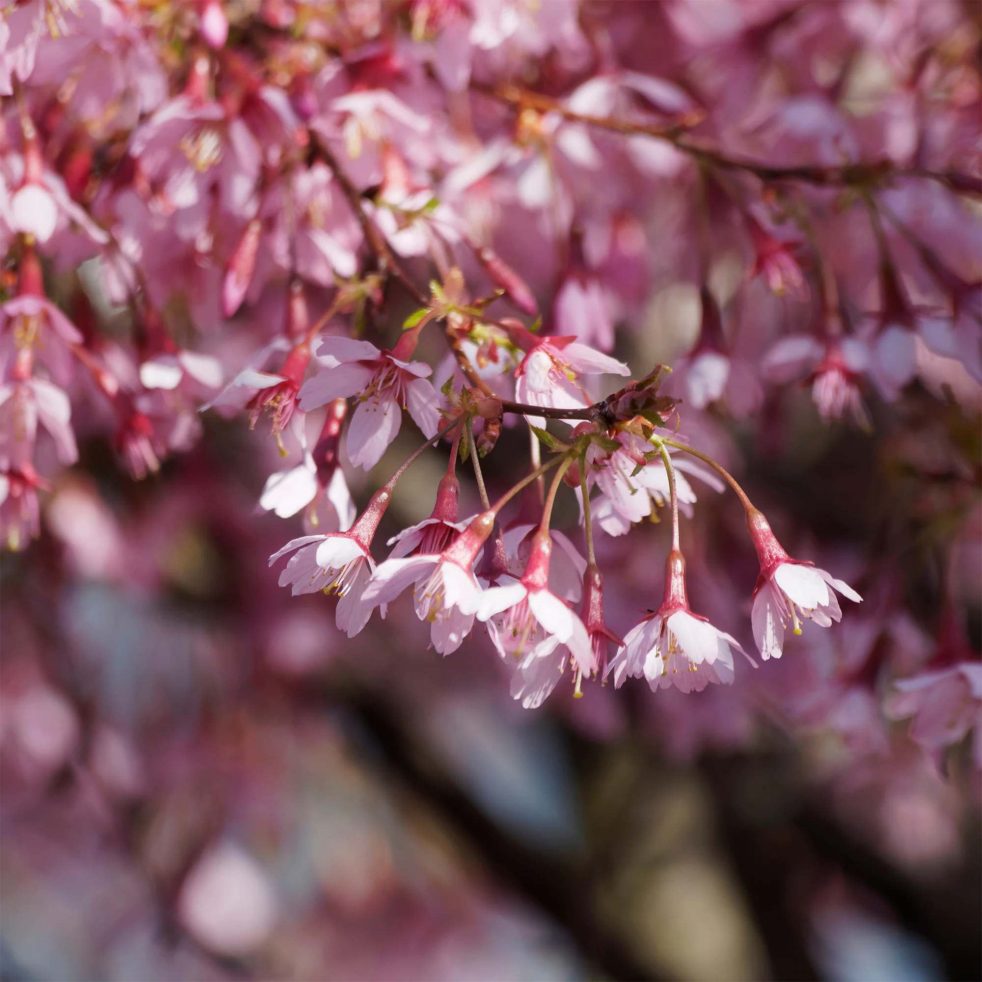 Cerisier à fleur du Japon nain Paean - Image 2