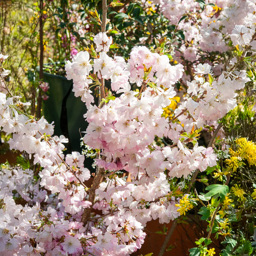 Cerisier à fleurs du Japon Accolade - Image 2