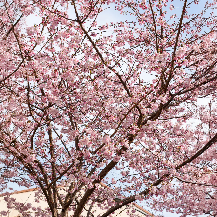 Cerisier à fleurs du Japon Accolade - Image 3