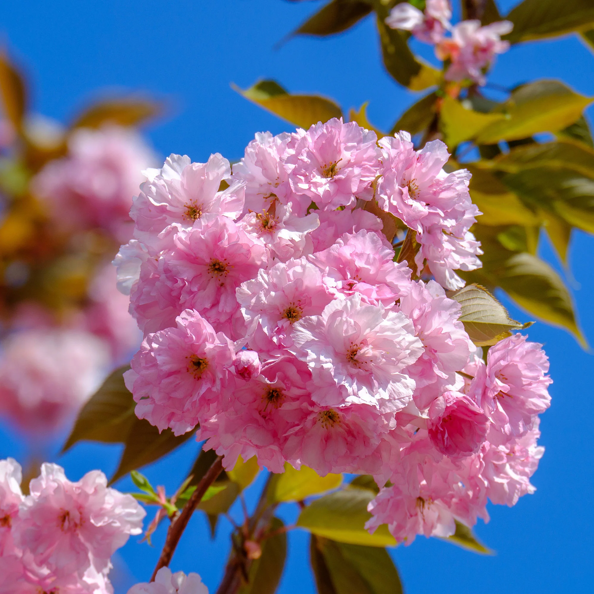 Cerisier à fleurs Kanzan - Image 3