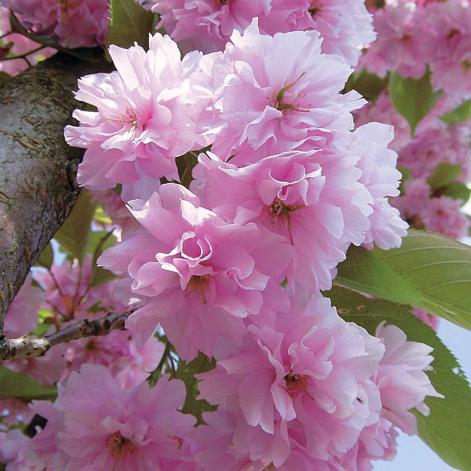 Cerisier à fleurs Kanzan - Image 6