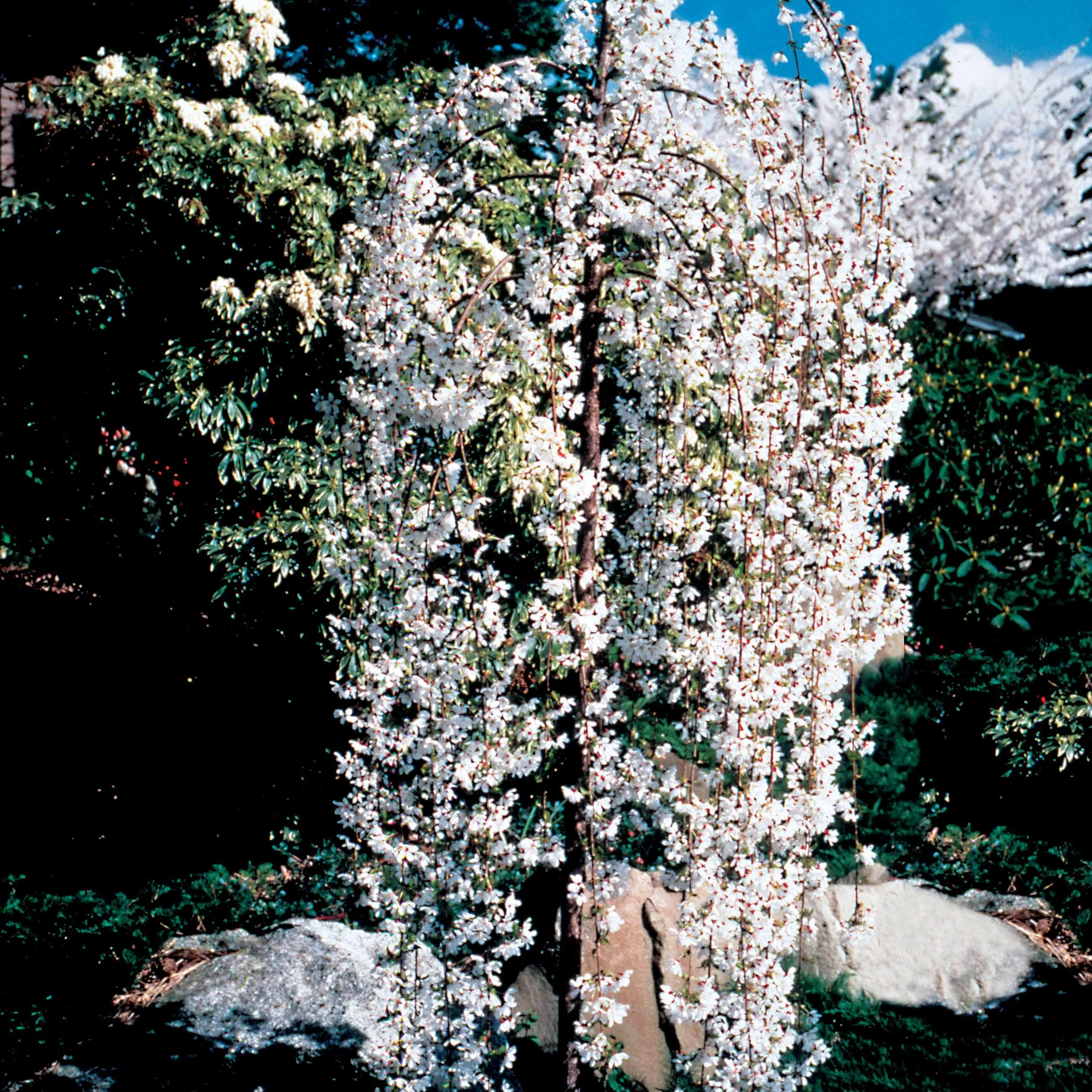 Cerisier à fleurs Snow Fountains - Image 5