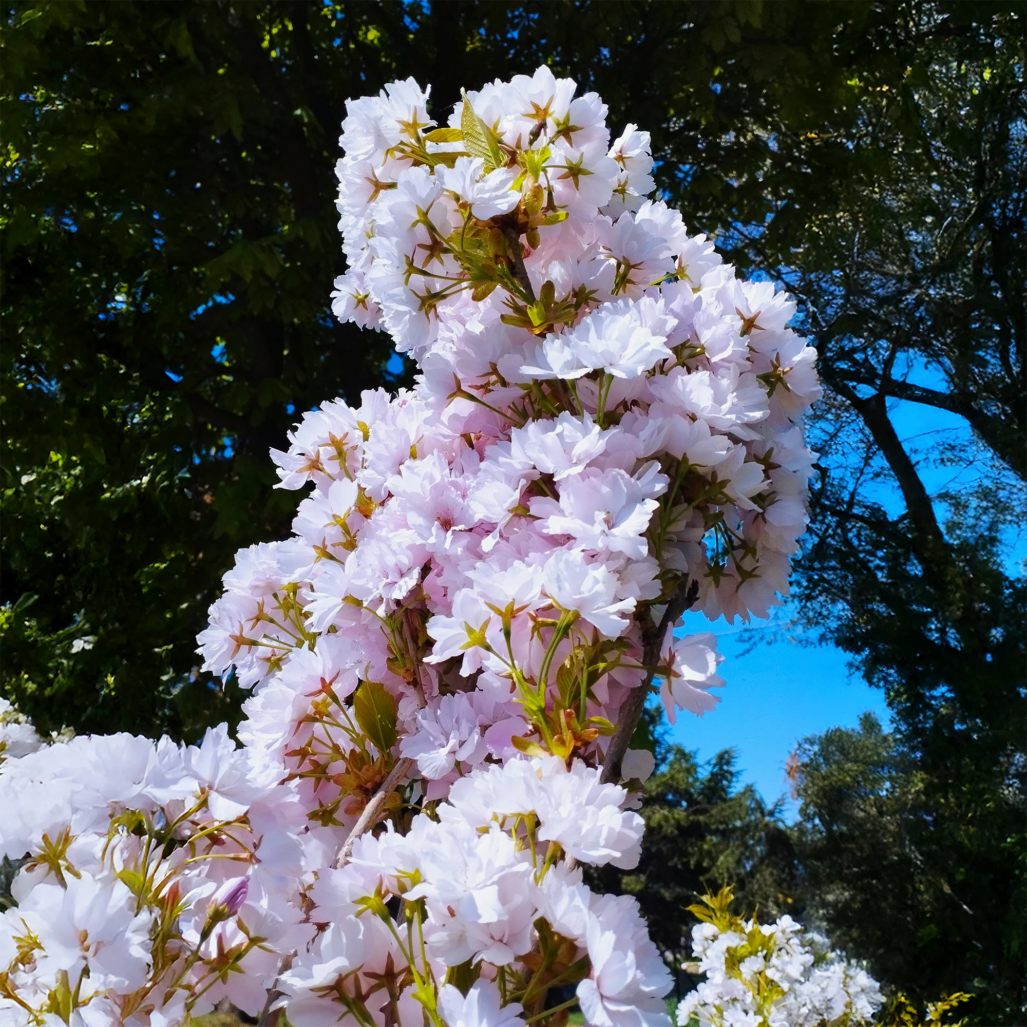 Cerisier du Japon 'Amanogawa' - Image 3