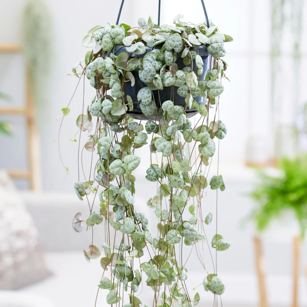 Chaîne des cœurs - Image 3