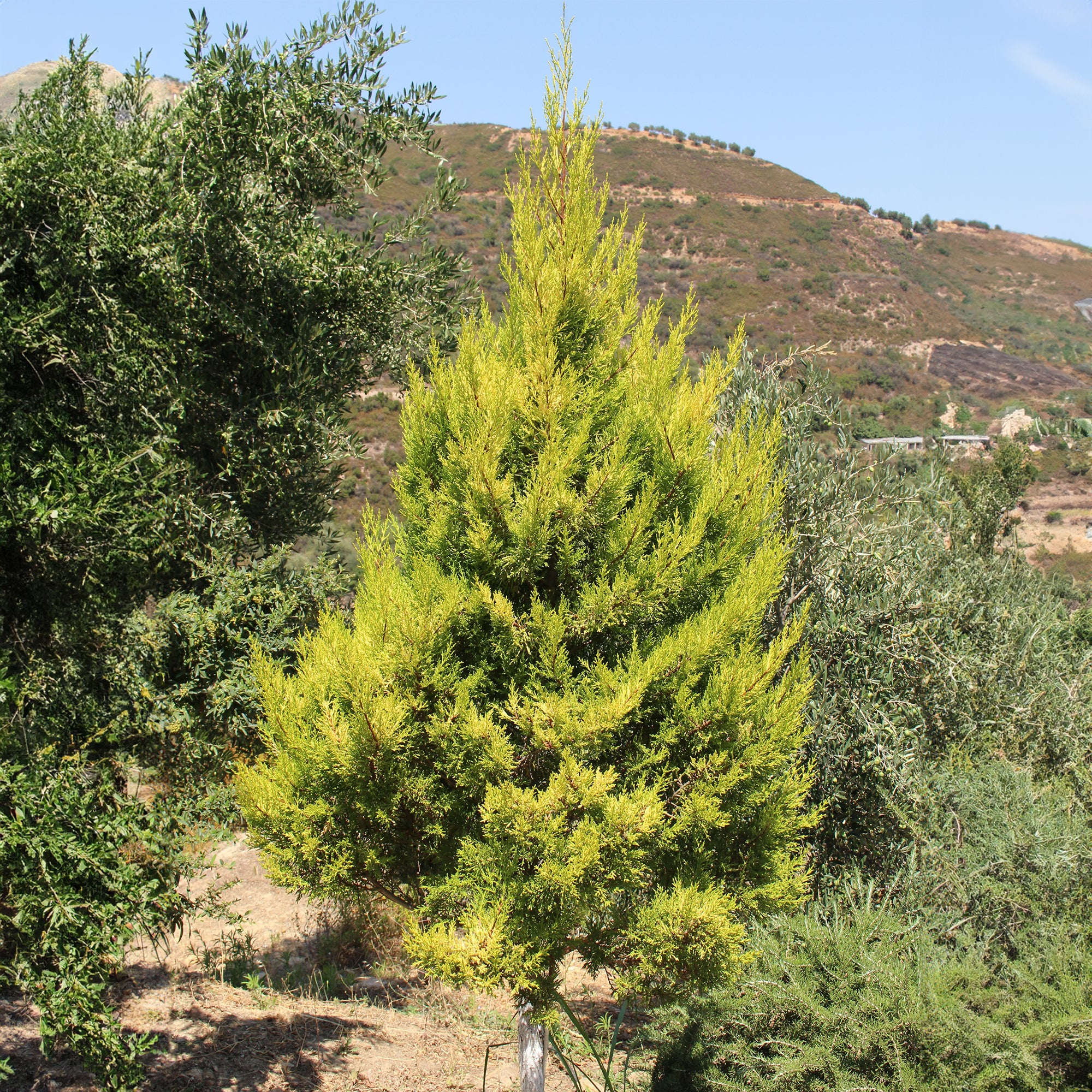 Chambre Cupressus  'Goldcrest Wilma' - Image 3