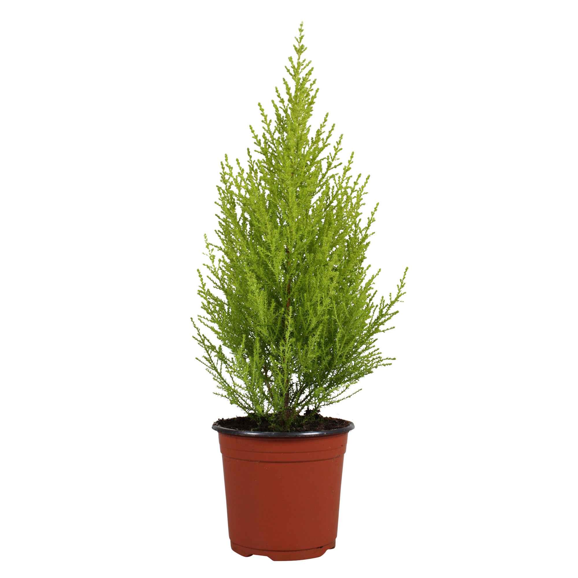 Chambre Cupressus  'Goldcrest Wilma' - Image 4