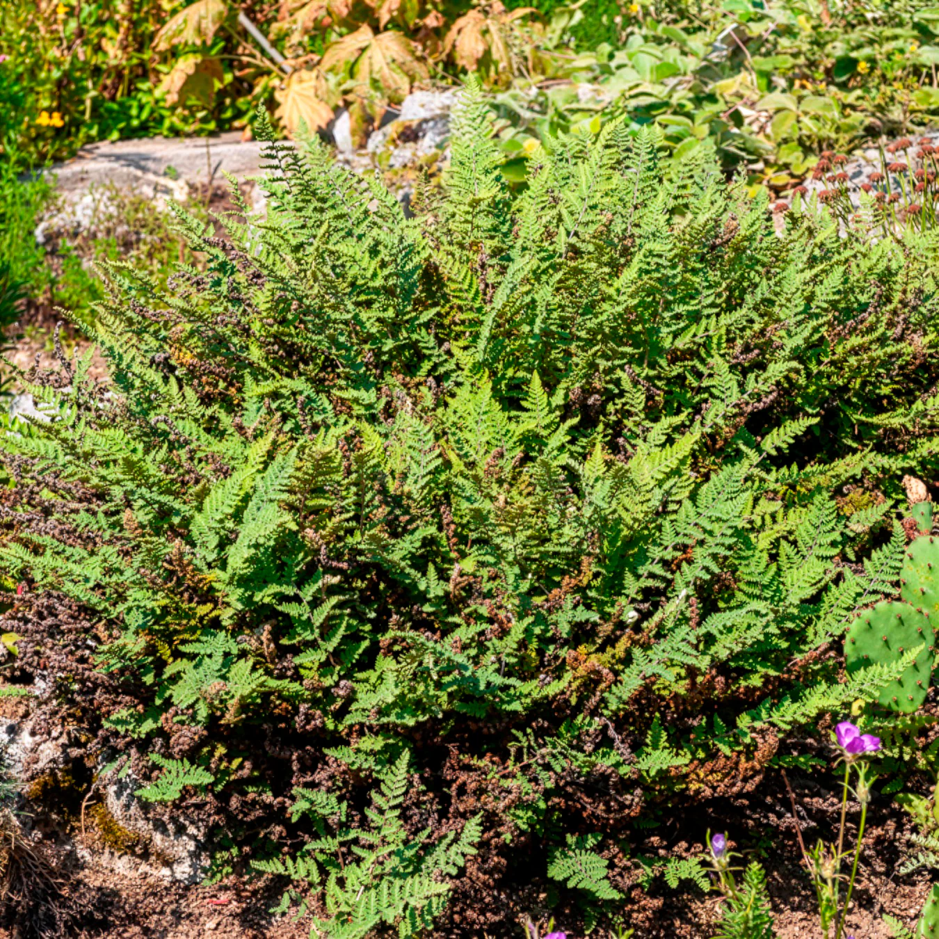 Cheilanthes lanosa