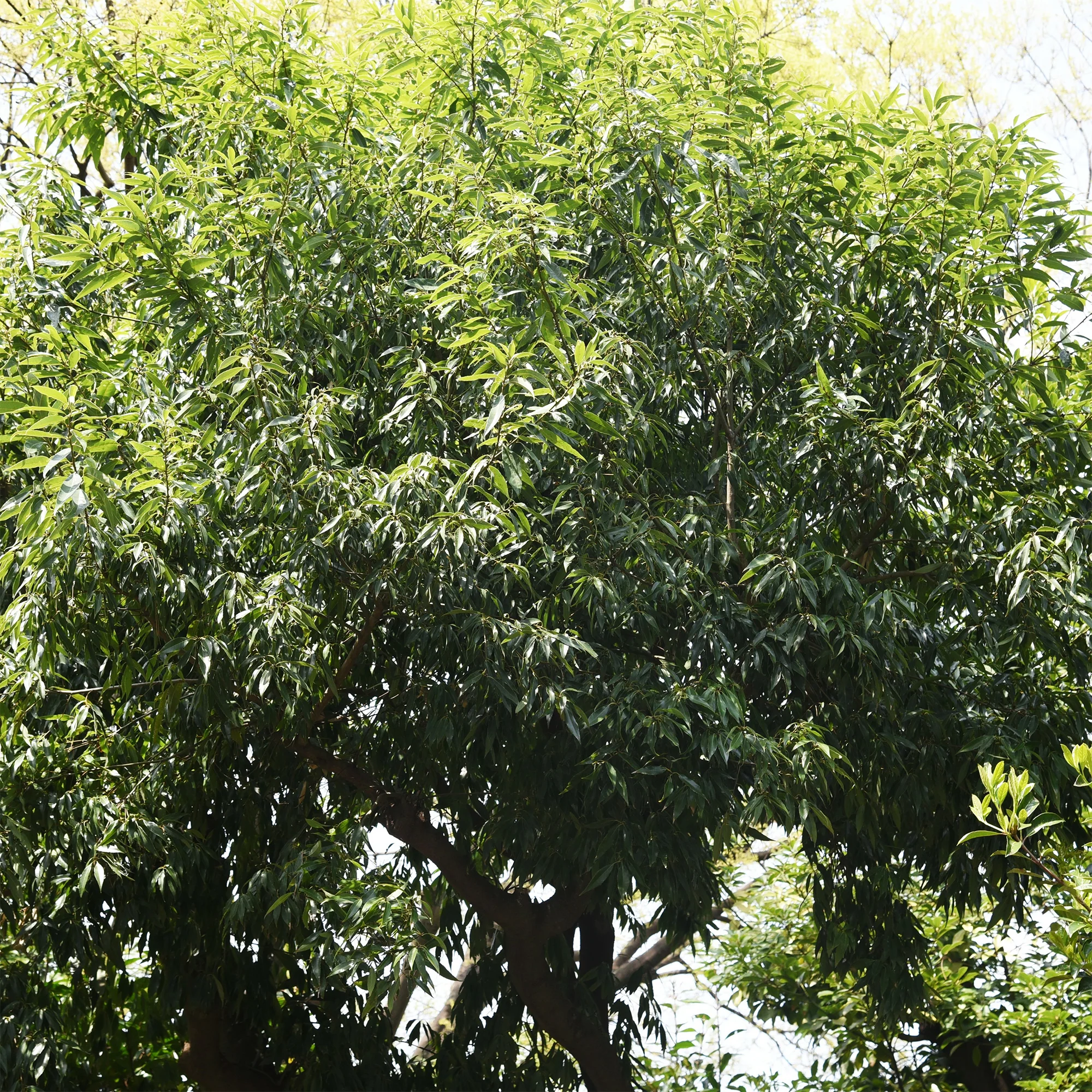 Chêne à feuilles de myrsine - Image 2