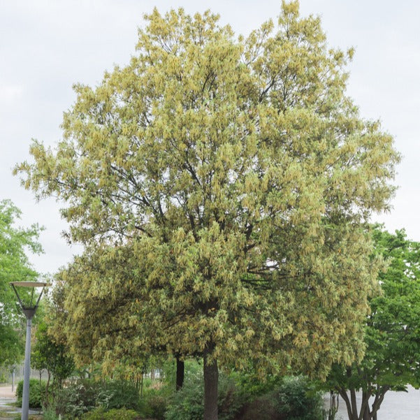 Chêne vert - Image 4