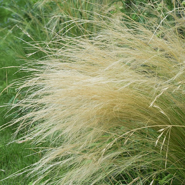 Cheveux d'Ange - Image 4
