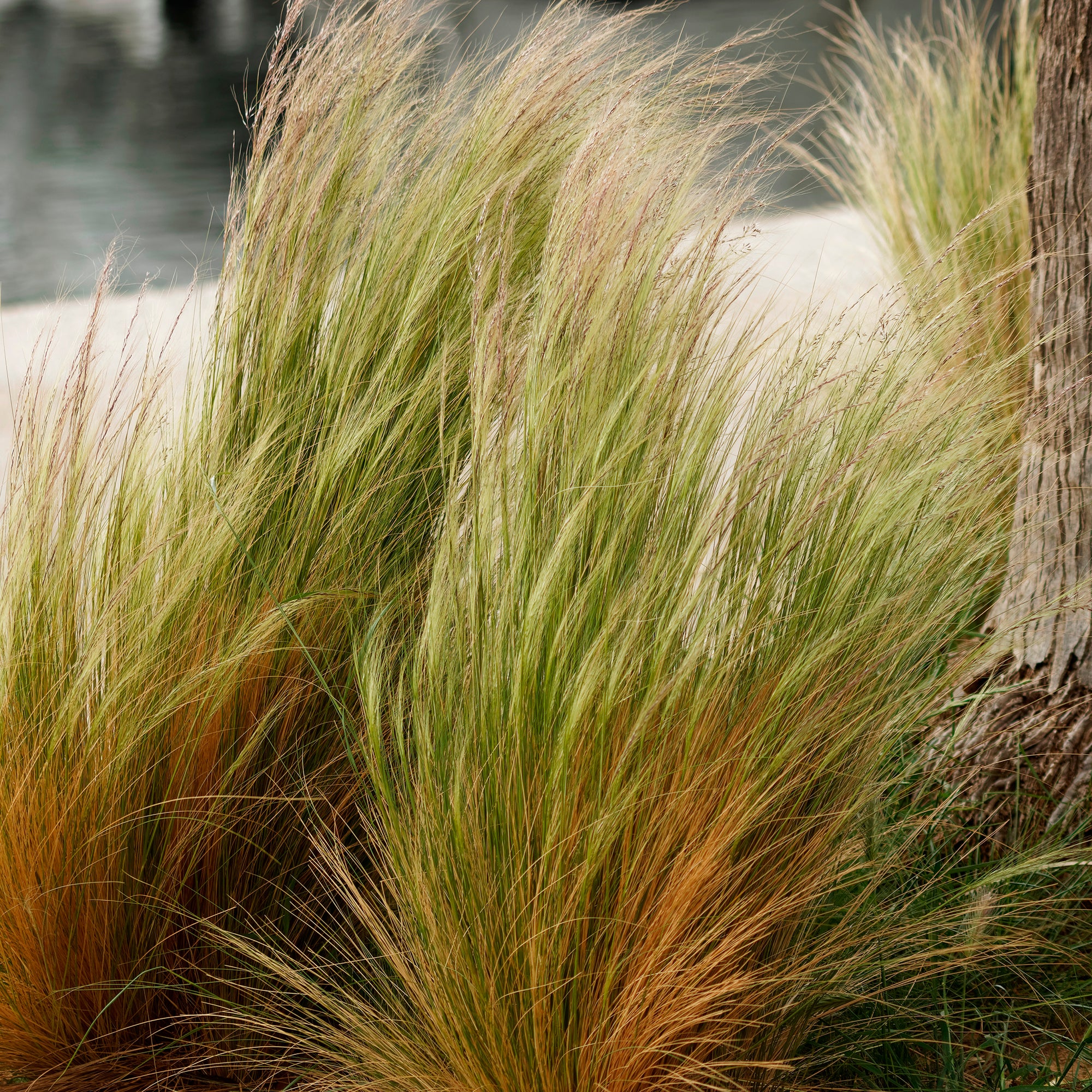 Cheveux d'Ange - Image 5
