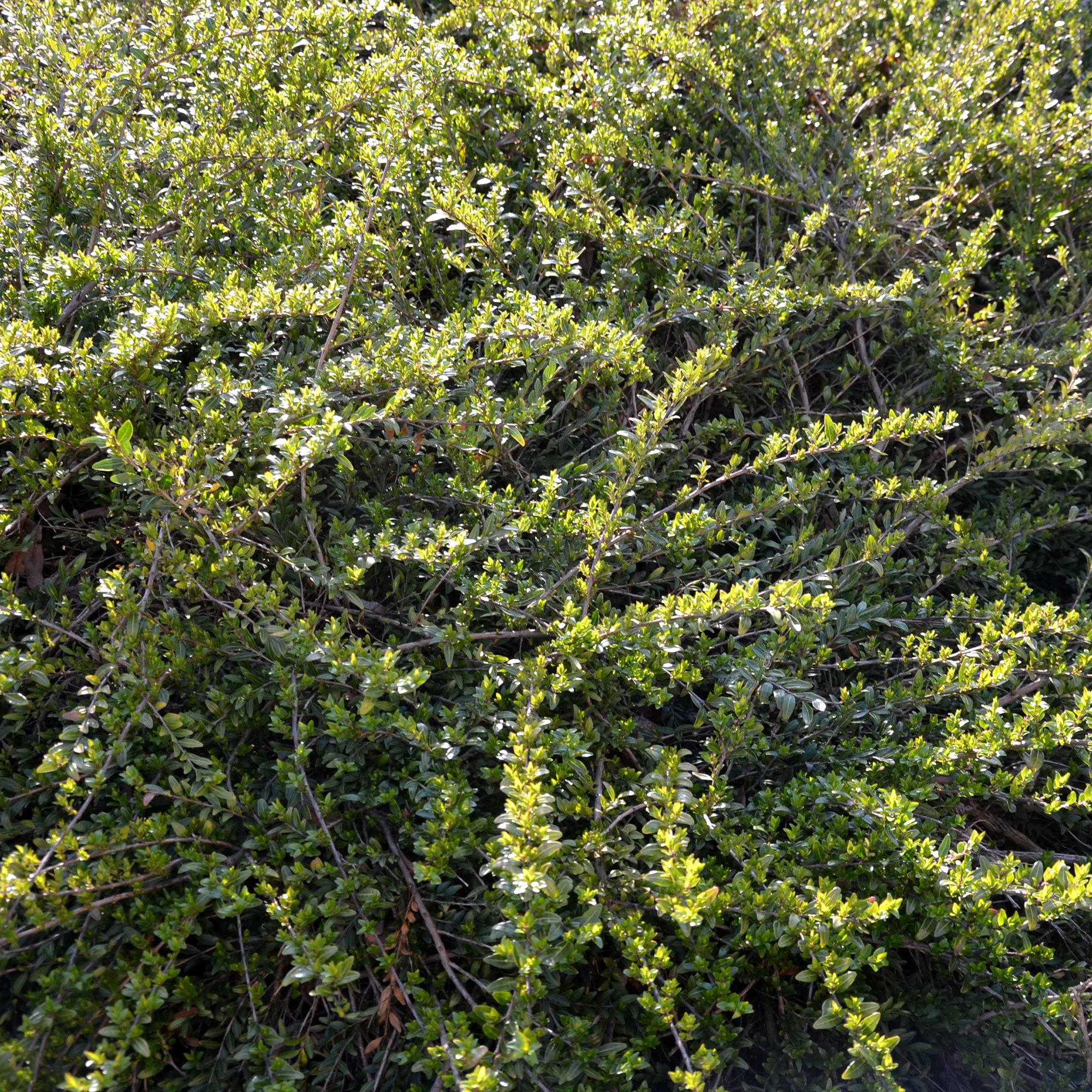 Chèvrefeuille arbustifs MossGreen