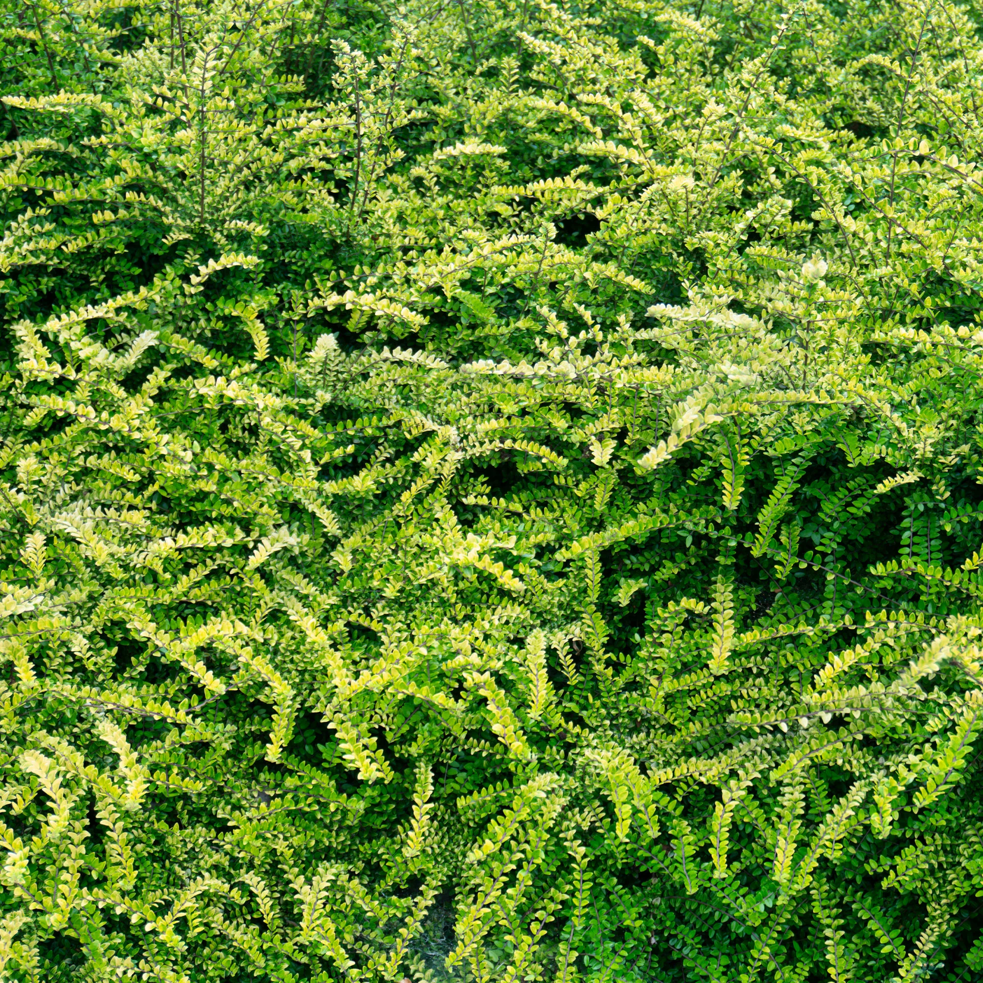 Chèvrefeuille arbustifs MossGreen - Image 3