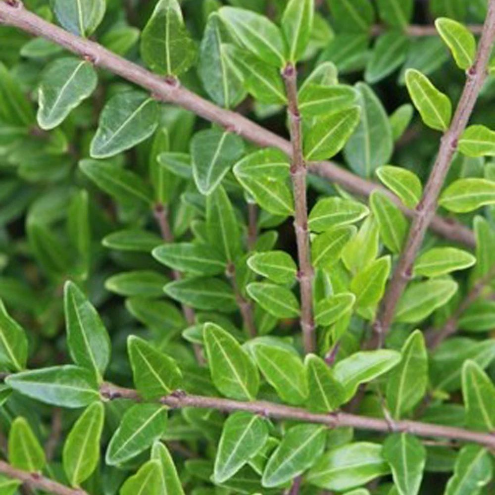 Chèvrefeuille arbustifs MossGreen - Image 5