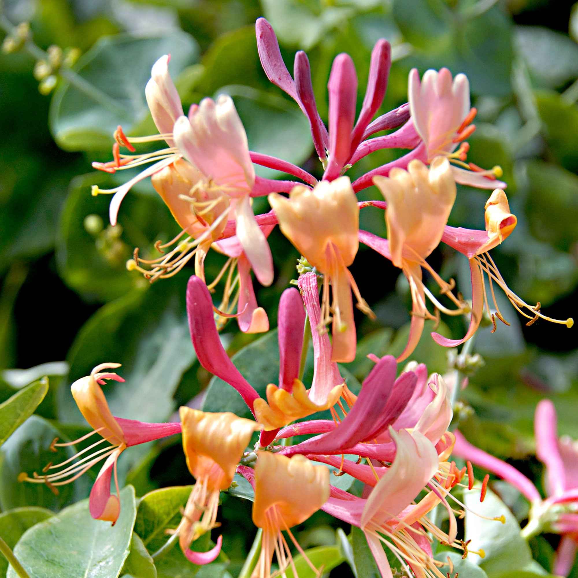 Chèvrefeuille de Henry 'Copper Beauty' - Image 4