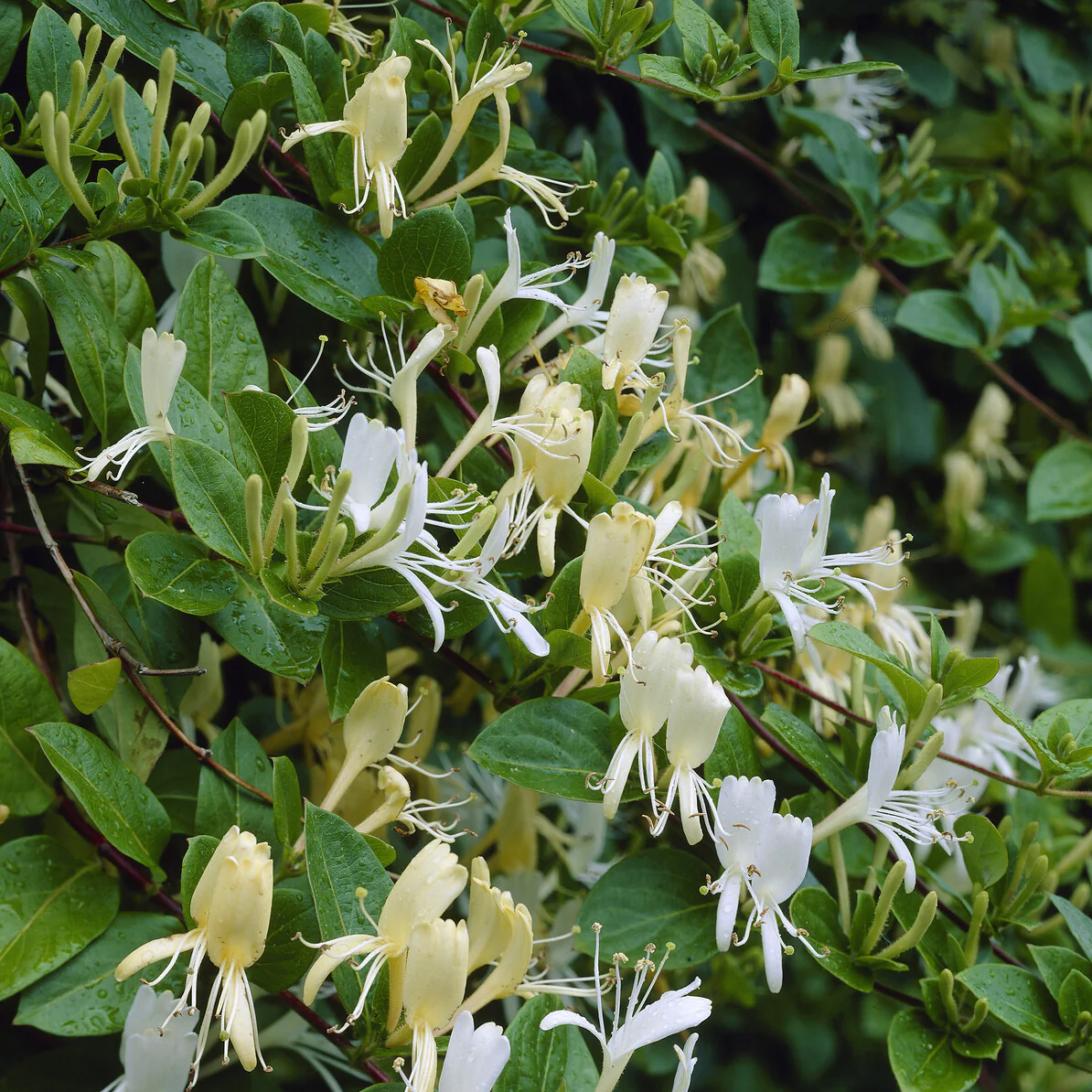 Chèvrefeuille du Japon Halliana - Image 4