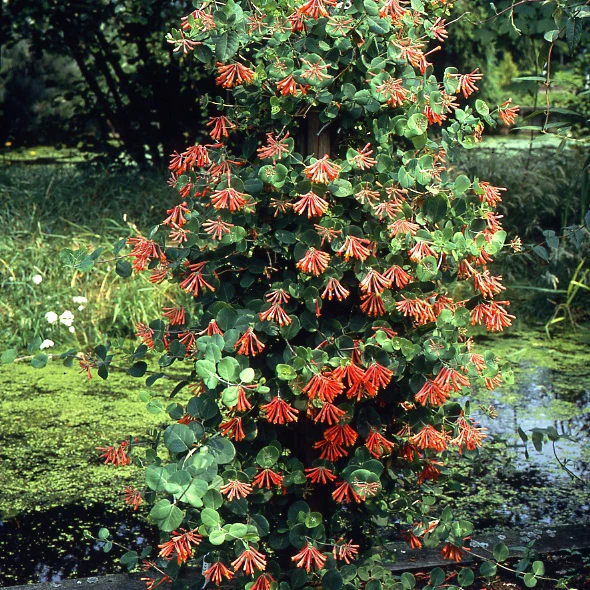 Chèvrefeuille grimpant 'Dropmore Scarlet' - Image 4