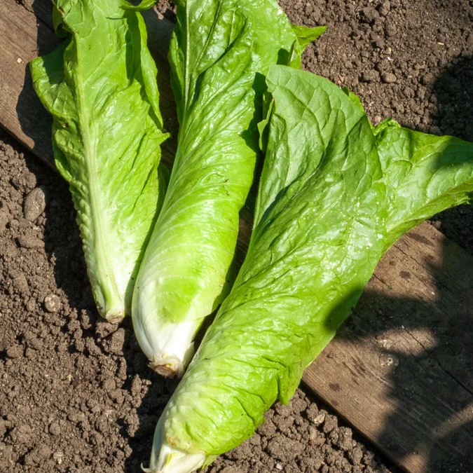 Chicorée sauvage Améliorée pain de sucre - Image 2