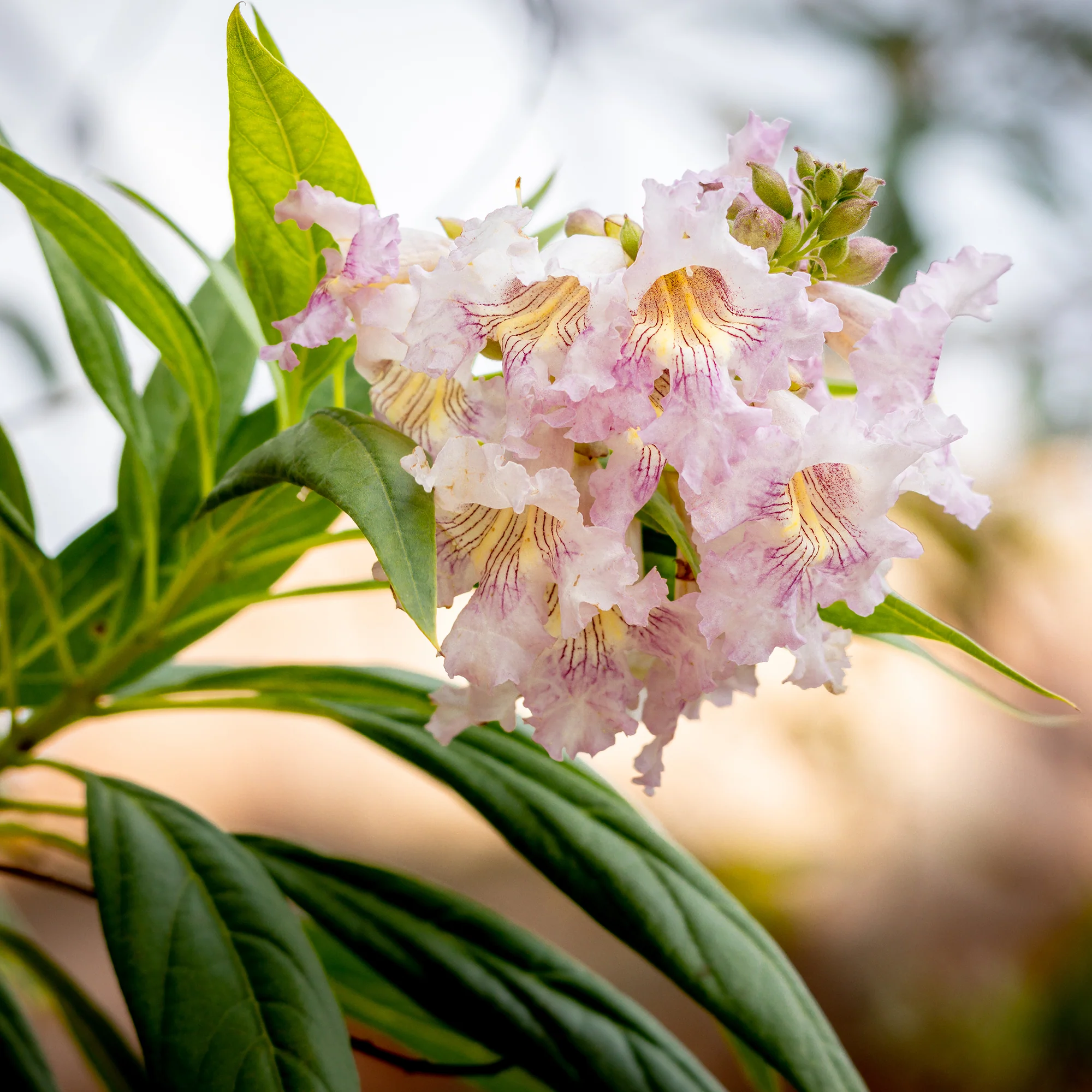 Chitalpa Pink Dawn