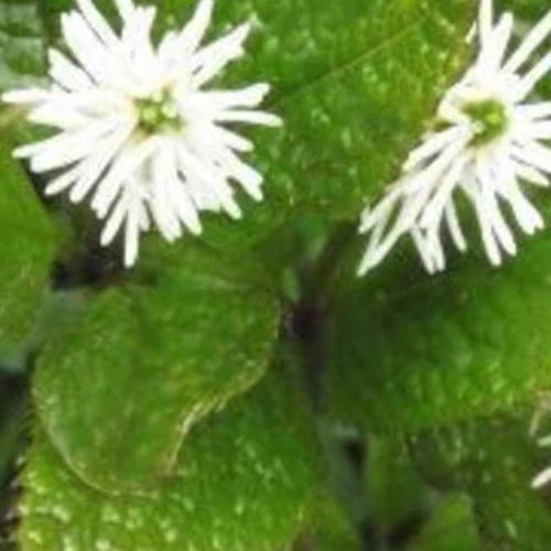 Chloranthe du Japon