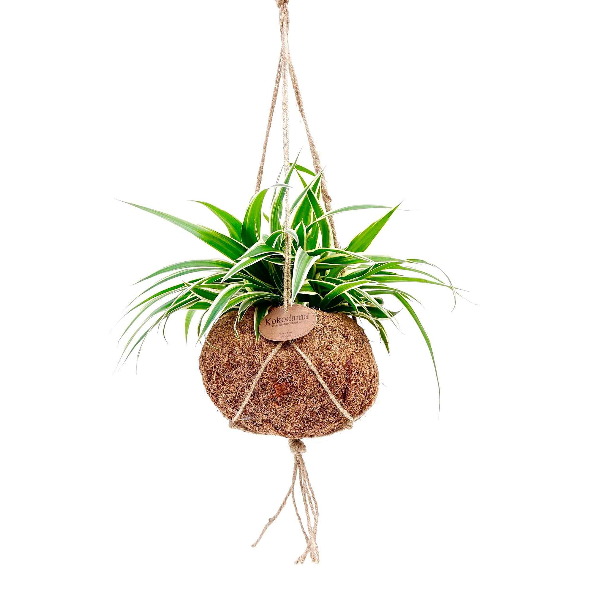 Chlorophytum et son pot en fibre de noix de coco - Image 3