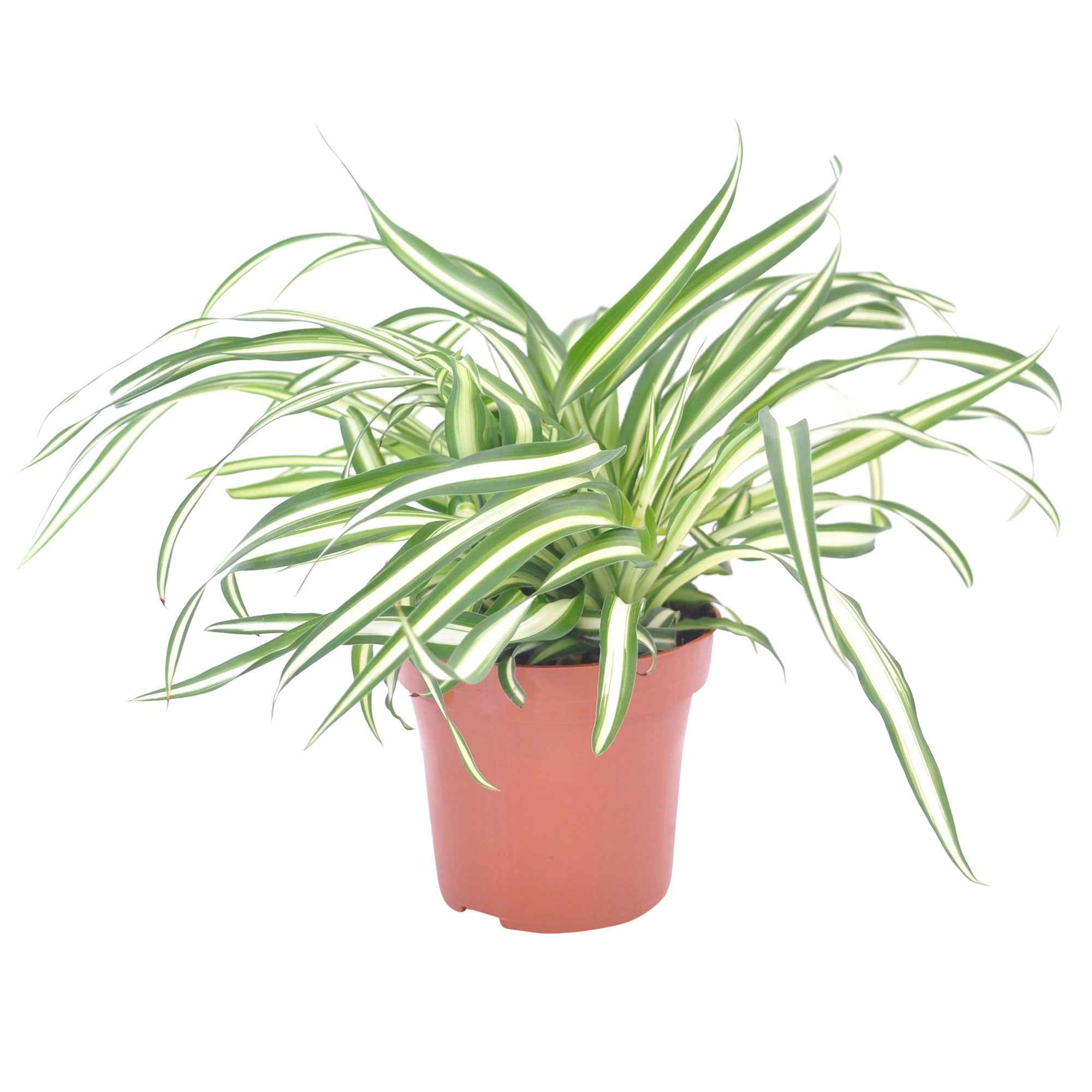 Chlorophytum 'Atlantic' - Image 3