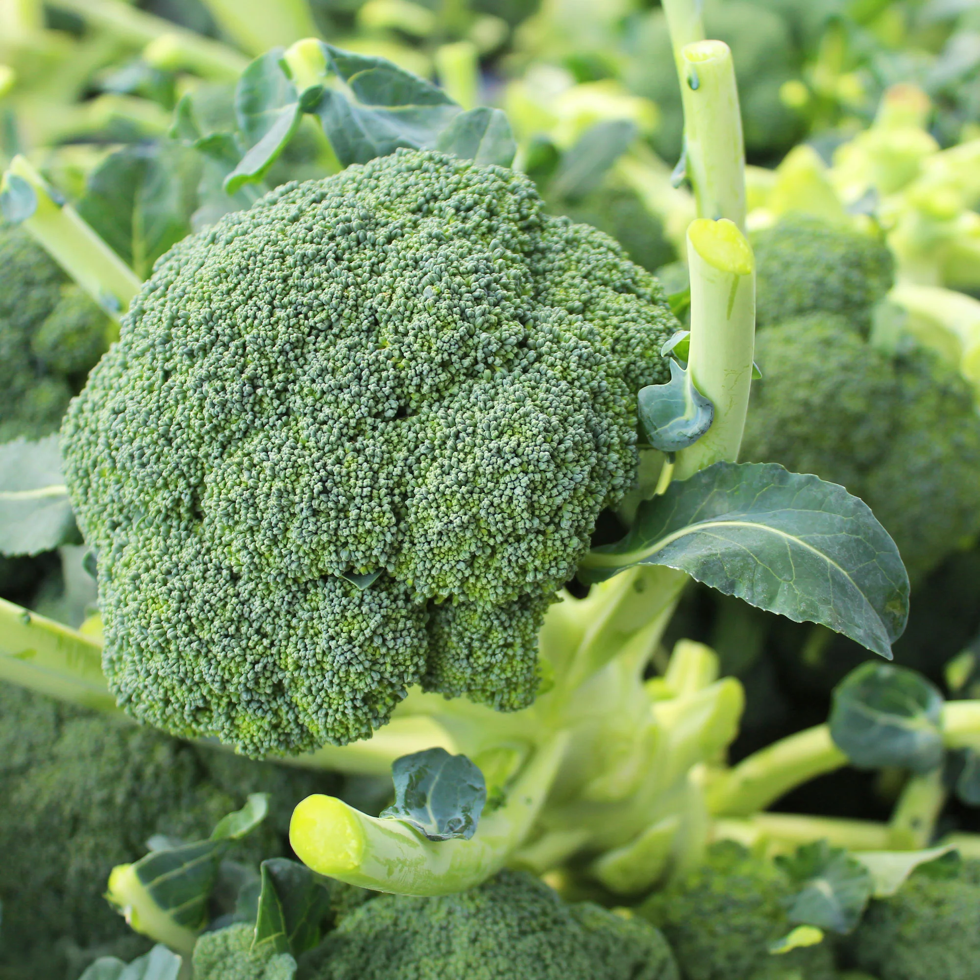 Chou brocoli Atlantis F1
