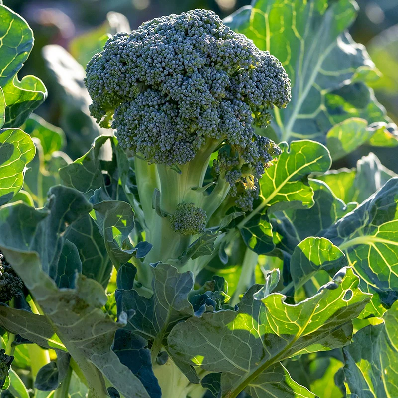 Chou brocoli Atlantis F1 - Image 2