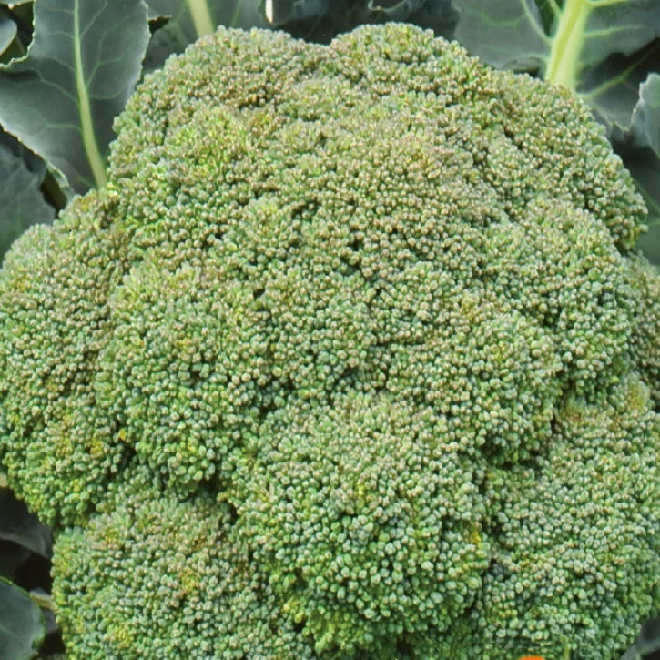 Chou Brocoli 'Calabrese Natalino' - Image 5