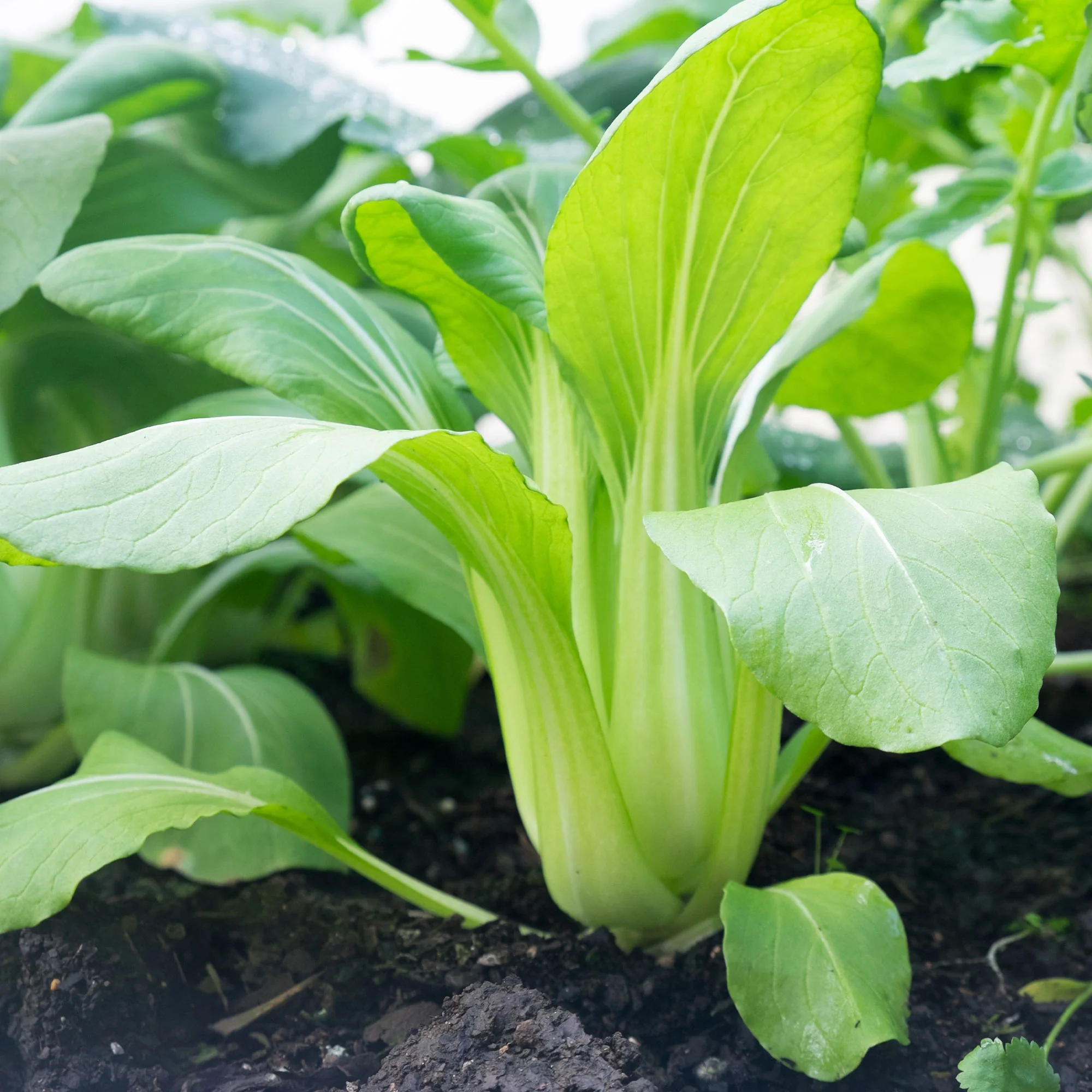 Chou de Chine Pak-choi Green Fortune F1 - Image 3