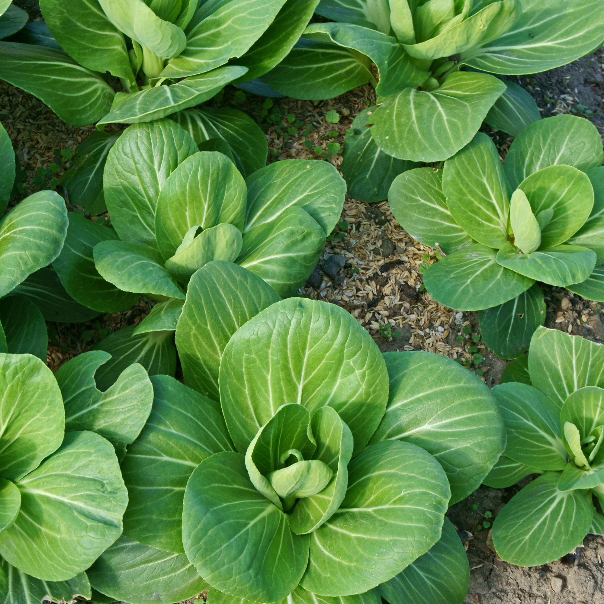 Chou de Chine Pak-choi Green Fortune F1 - Image 5