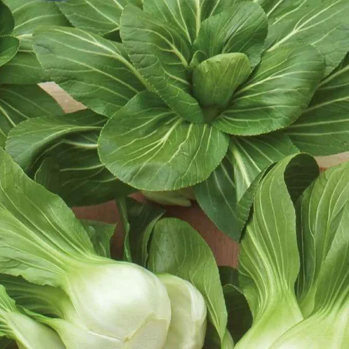 Chou de Chine Pak-choi Green Fortune F1 - Image 6