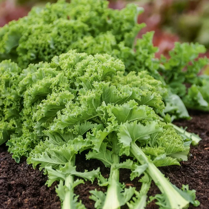 Chou frisé Vert demi nain Kale