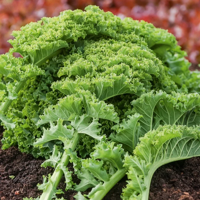 Chou frisé Vert demi nain Kale - Image 2