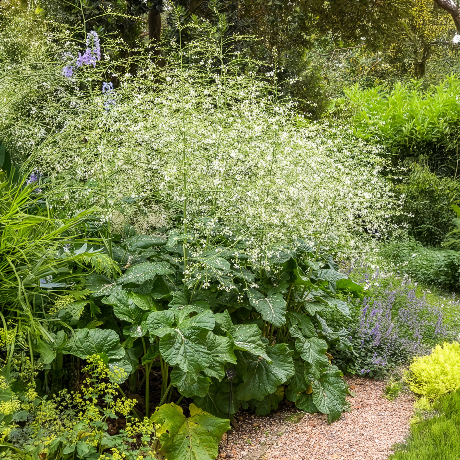 Chou nuage blanc - Crambe