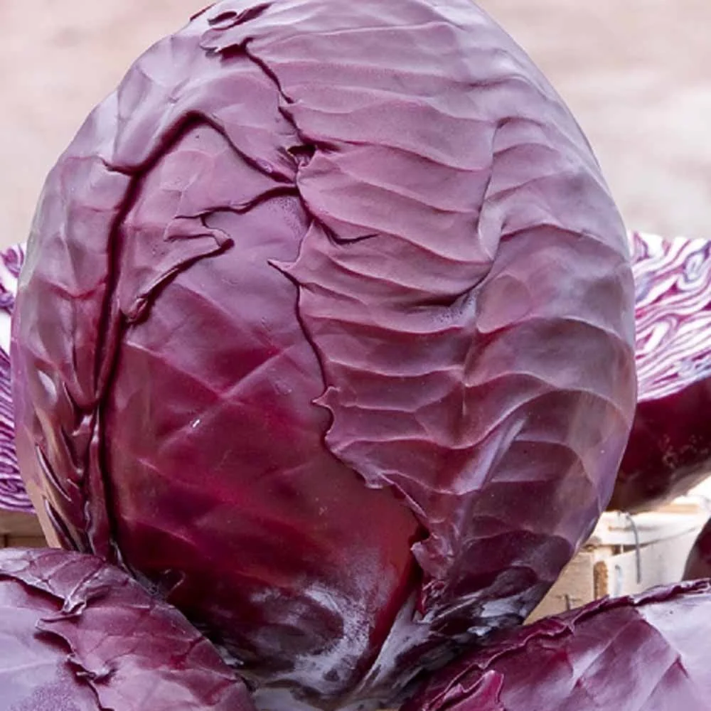 Chou rouge tardif Langedijker Bewaar 2