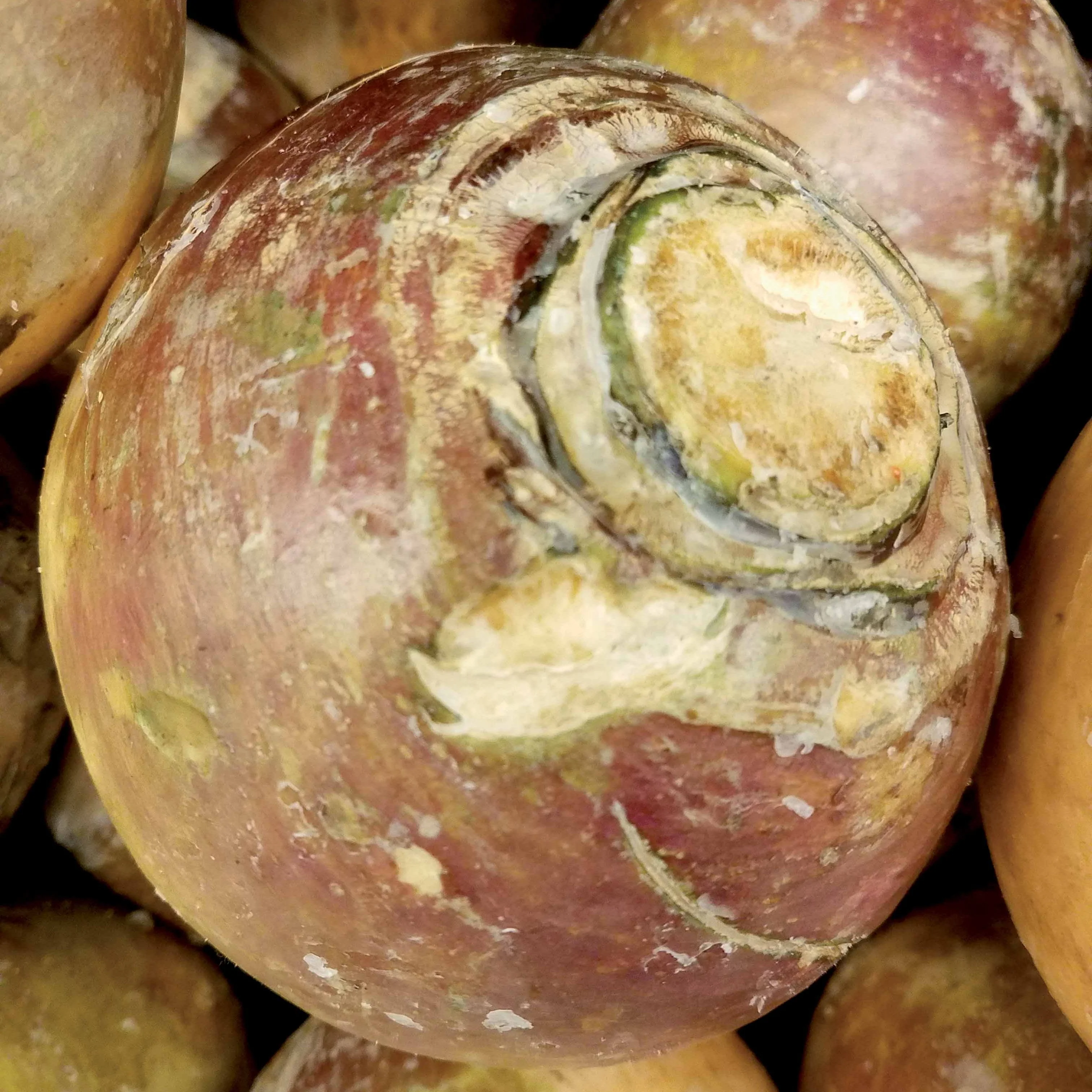 Chou rutabaga Champion jaune à collet rouge - Image 3