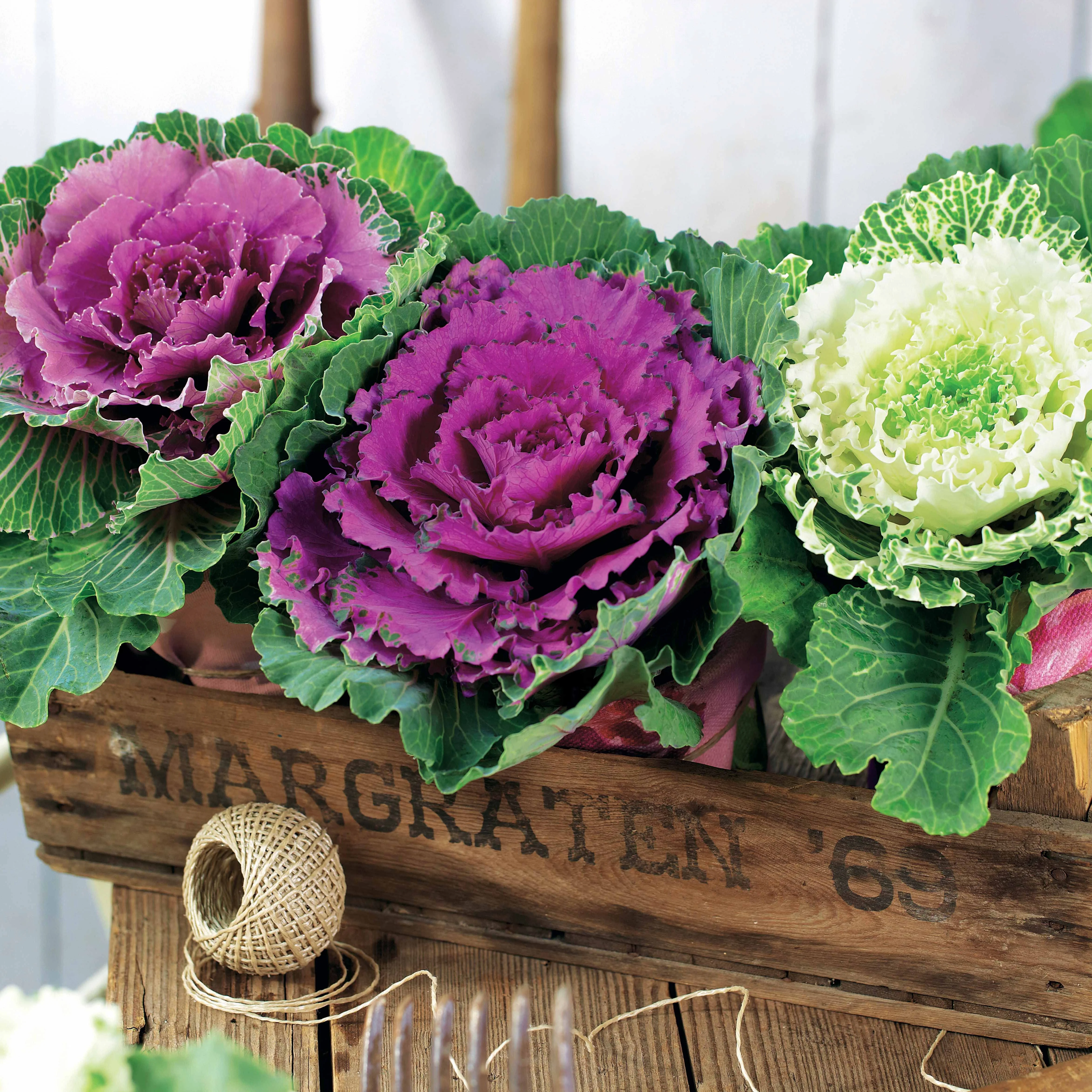 3 Choux décoratifs en mélange - Image 2