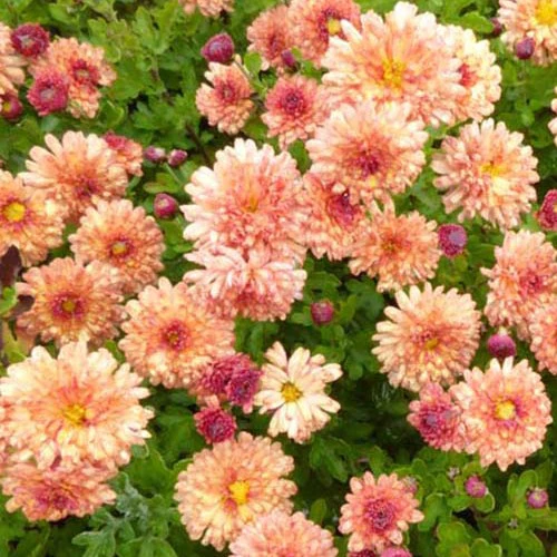 Chrysanthème des jardins Herbstbrokat