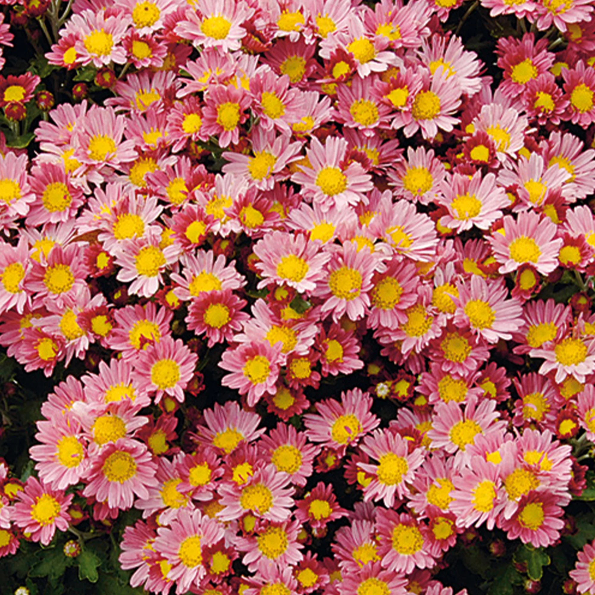 Chrysanthème du Pacifique Bengo Rosa - Image 2