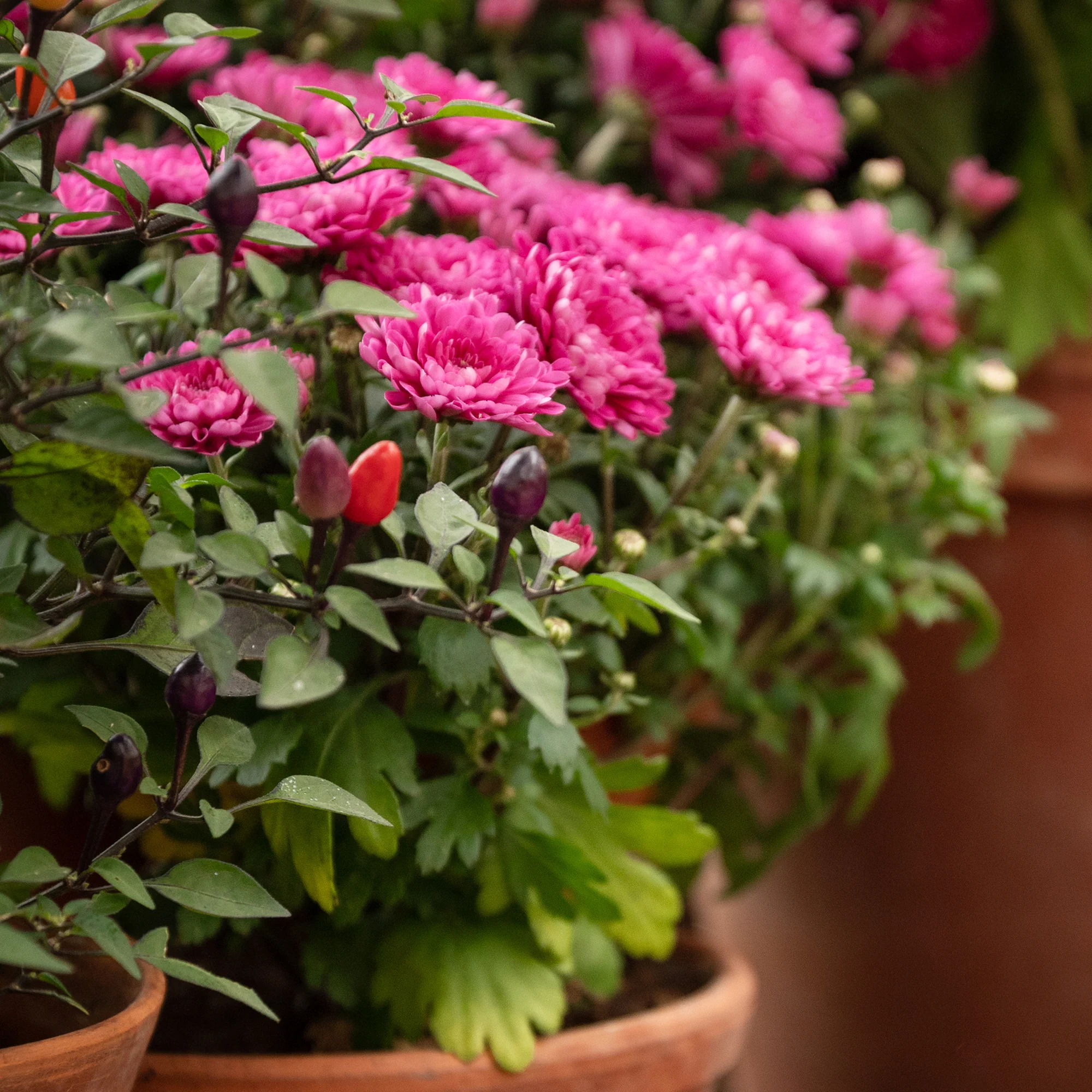 Chrysanthème fuchsia