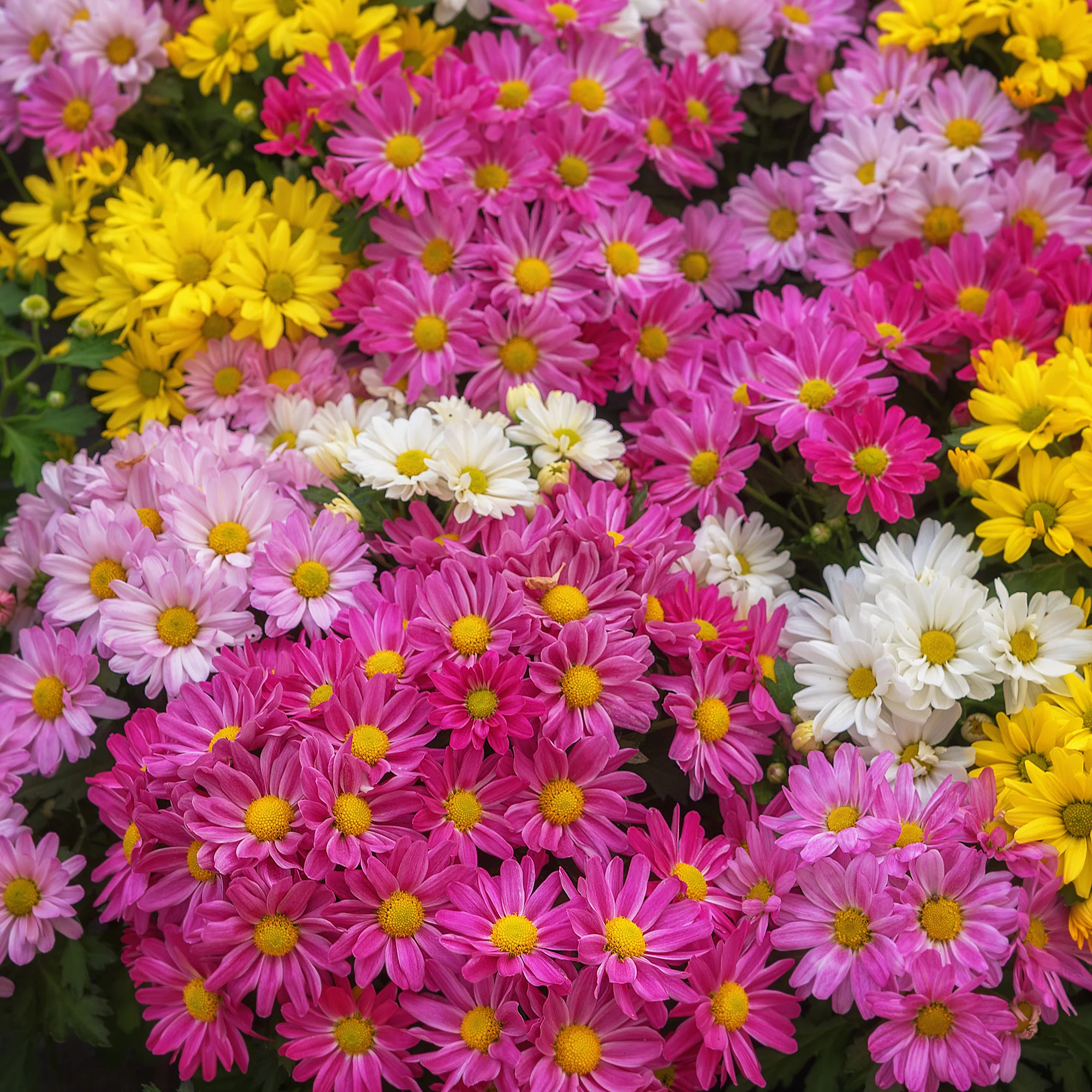 Chrysanthème multifleur carnaval