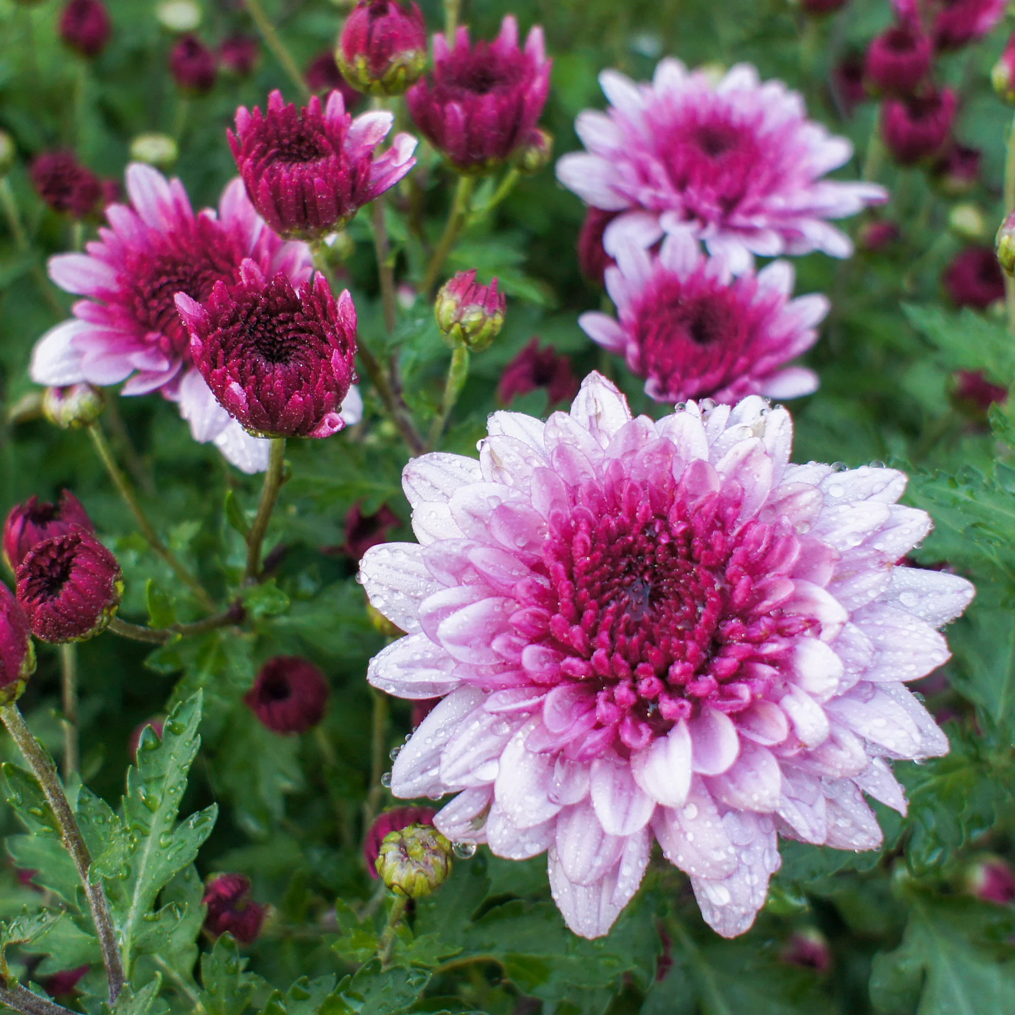 Chrysanthème rose - Image 4