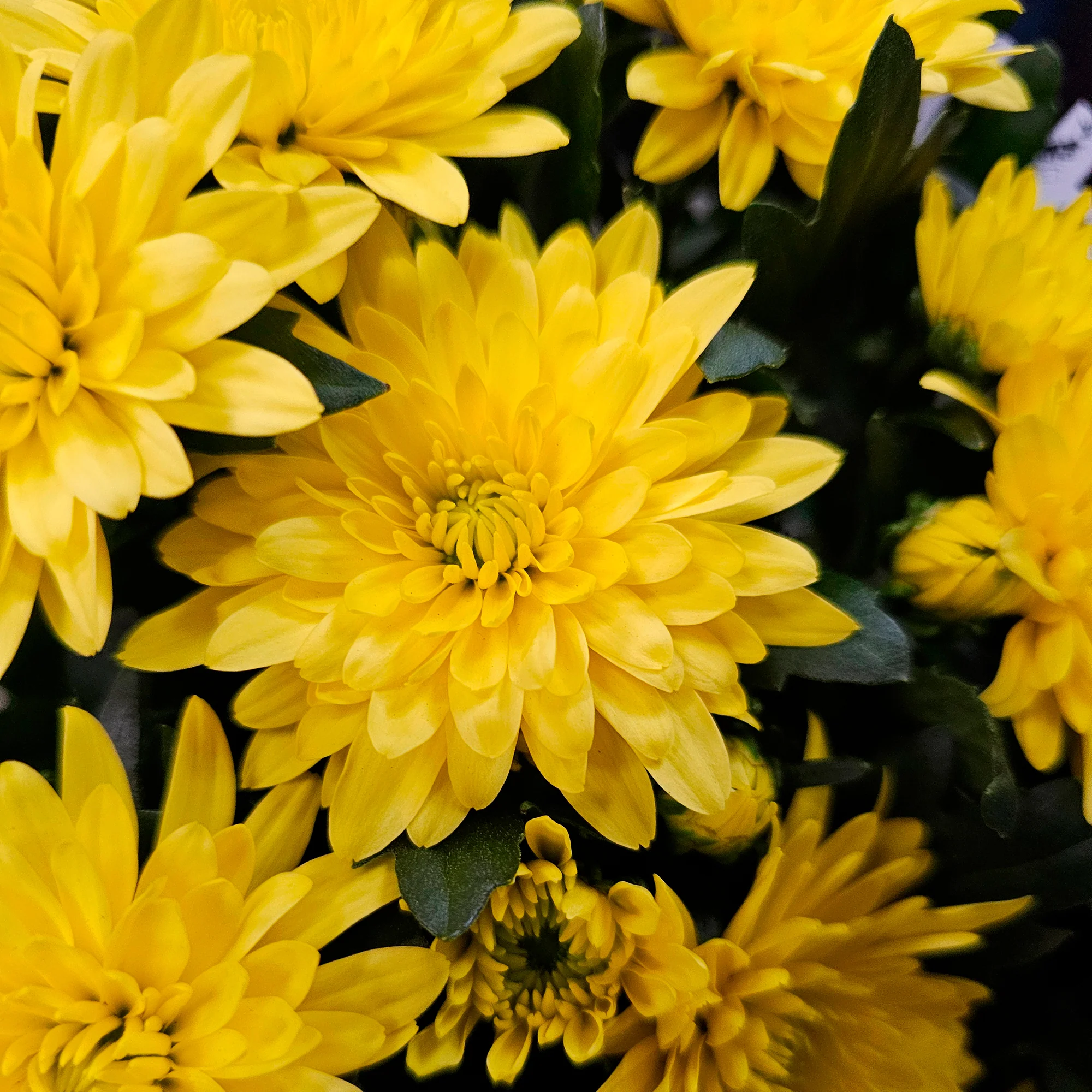 Chrysanthème jaune