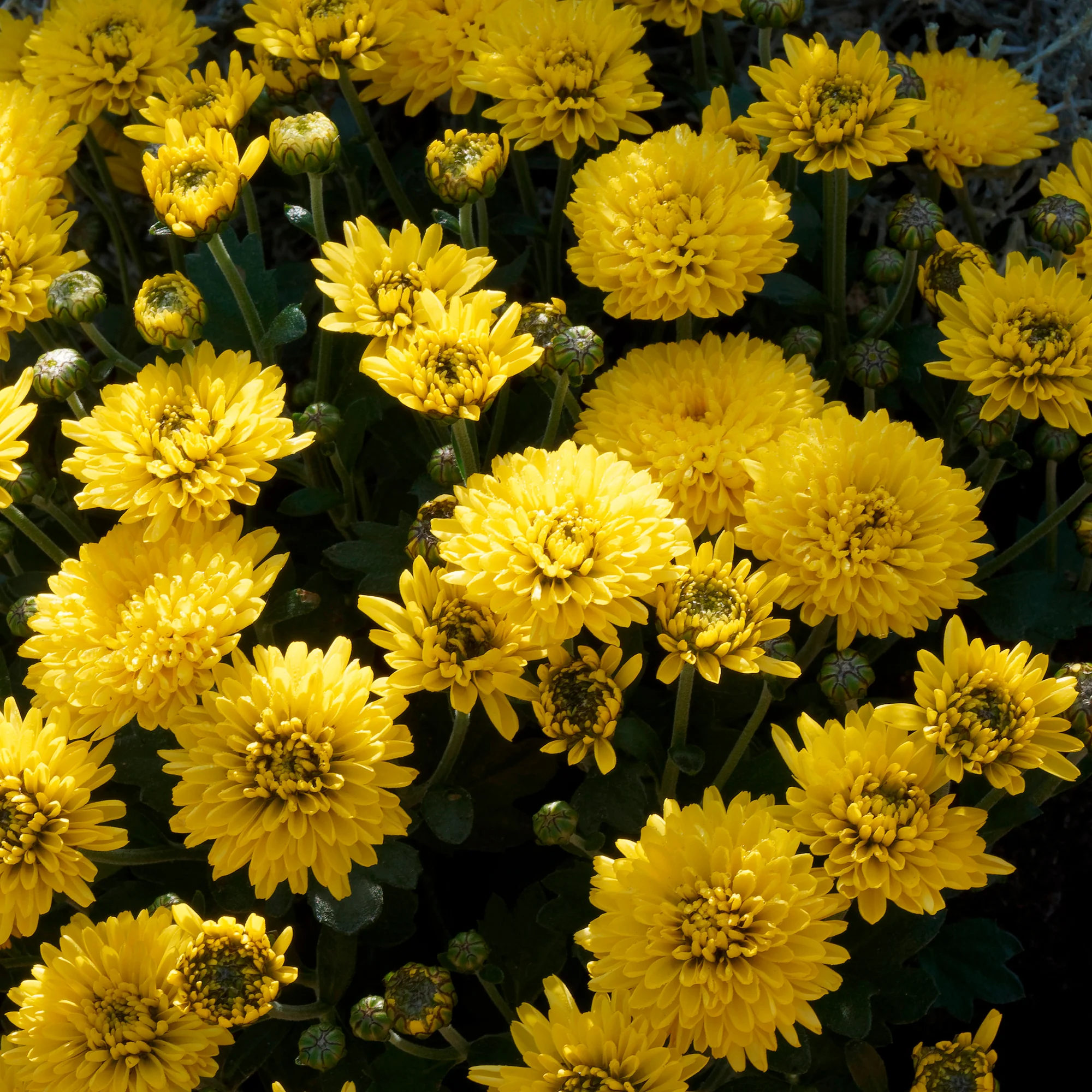 Chrysanthème jaune - Image 2